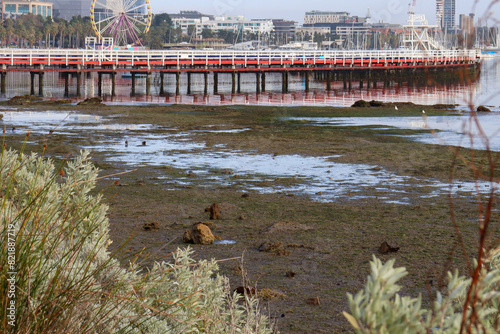 beach at low tide with pier and cityscape of city of Geelong in the background