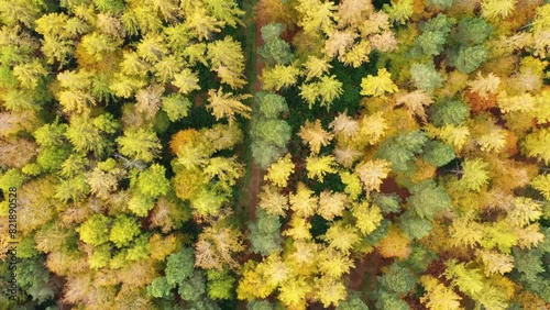 Aerial view of colorful autumn forest in Binning Memorial Wood, East Linton, Scotland. photo