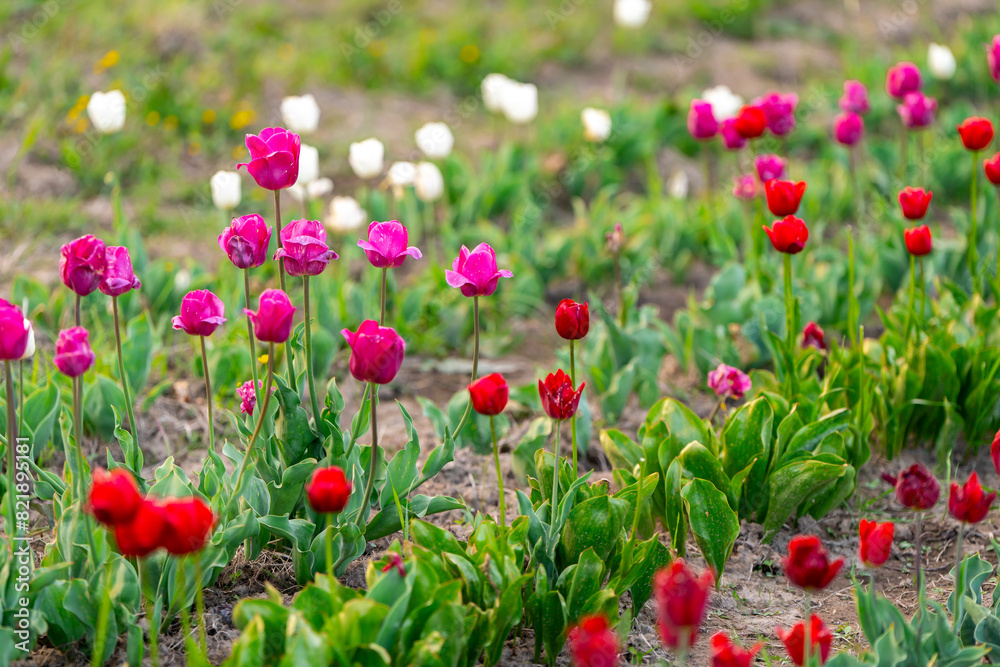 Beautiful red, white and pink tulips on a flowering field in the springtime. Selective focus