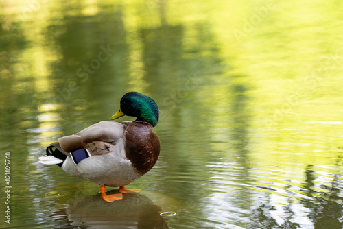 Photography Mallard or wild duck Anas platyrhynchos male on a stone on a lake