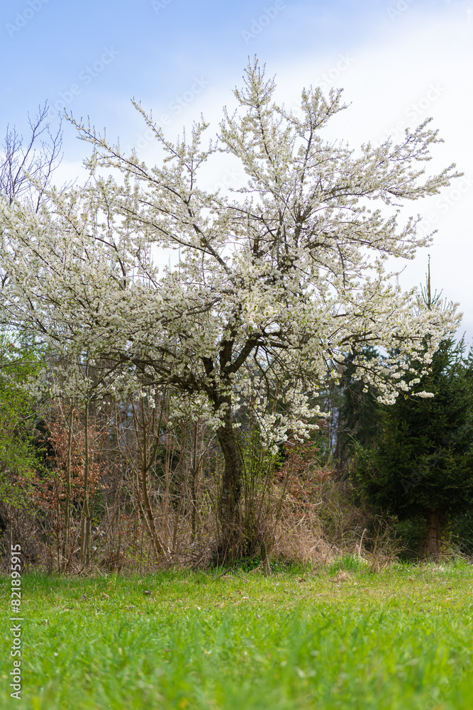 Fototapeta premium Obstbaum blühend Apfelbaum Kirschbaum Birnbaum