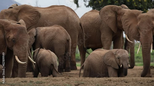 Elephant calf sipping water among a herd of elephants photo