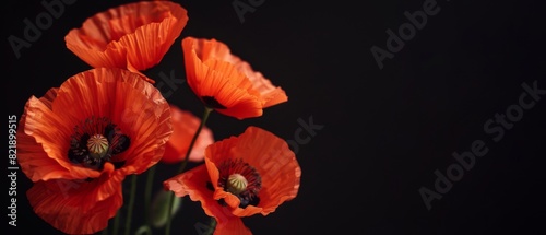 Flower spring summer background banner panorama - Beautiful close up of red blooming poppies poppy Papaver rhoeas flowers  isolated on black background banner panorama