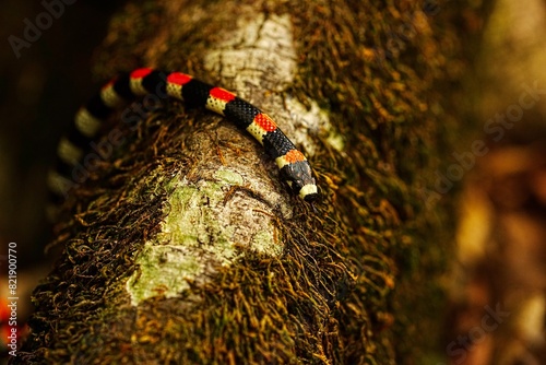 Central American milk snake (Lampropeltis triangulum), Costa Rica, Central America