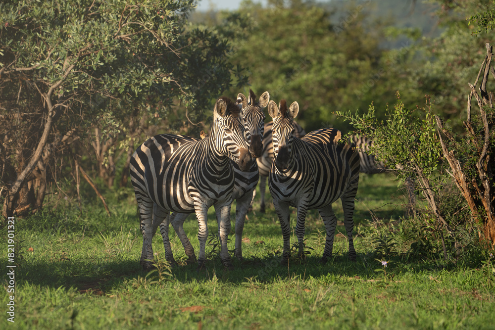 Naklejka premium Herd of Zebra's standing in the shade of tree