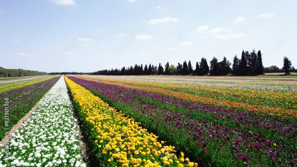 Field aerial video of Ranunculus in Kibbutz Nir Yitzhak Field aerial video of Ranunculus in Kibbutz Nir Yitzhak