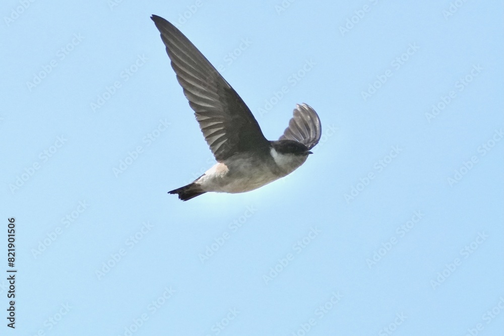 asian house martin in flight