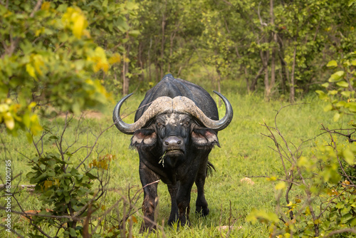 Portrait of old African Buffalo with big horns that is busy grazing