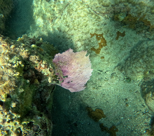gorgonia ventalina  soft coral in caribbean sea  also called sea fan. Underwater photo 