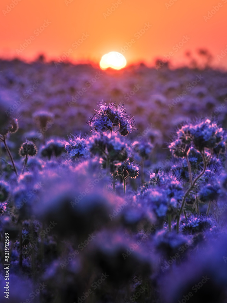 Naklejka premium Phacelia field during sunset