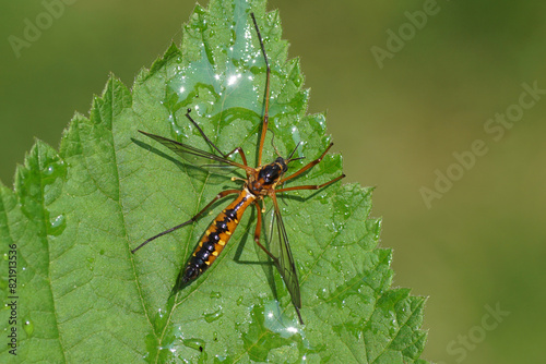 Close up Female crane fly Ctenophora pectinicornis, family Tipulidae on a wet leaf. Dutch Garden, Spring, May	