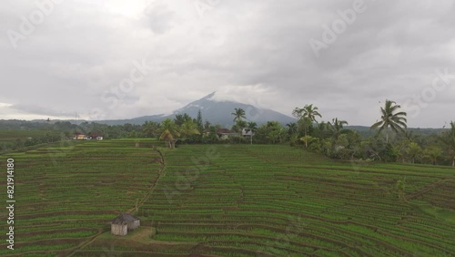 Aerial view of lush rice fields, palm trees, and Mount Batukaru in Belimbing, Tabanan, Bali, Indonesia. photo