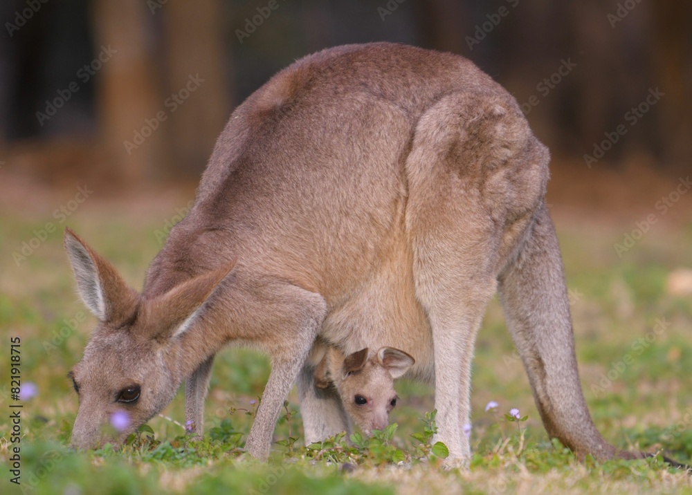 Closeup of a kangaroo with its baby grazing on green grass Closeup of a kangaroo with its baby grazing on green grass