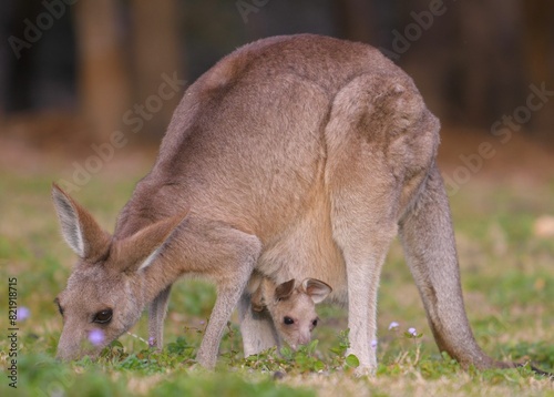 Fényképezés Closeup of a kangaroo with its baby grazing on green grass