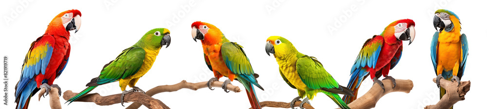 Fototapeta premium Colorful Parrots png on transparent background