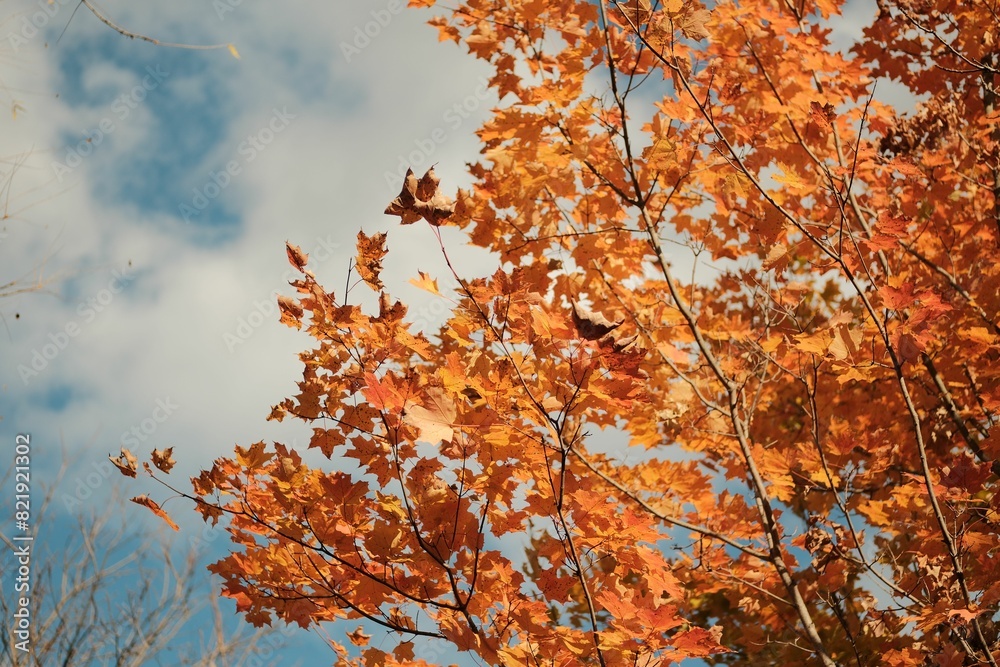 Low-angle view of gorgeous autumnal leaves illuminated by sunlight