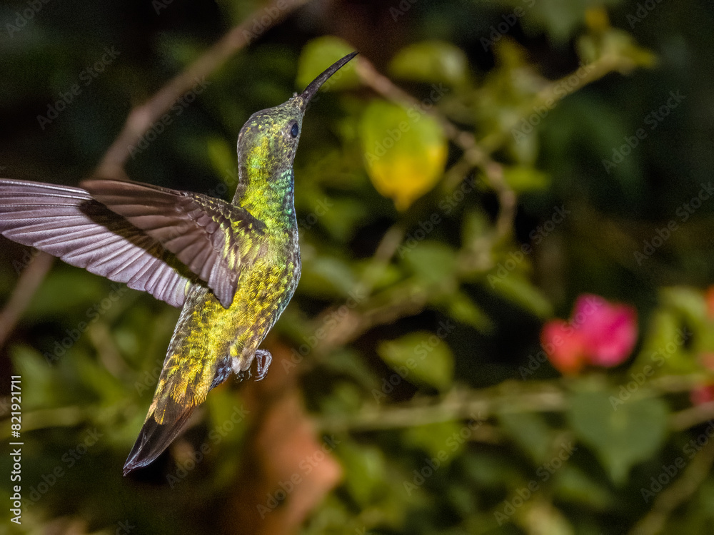Fototapeta premium Green-breasted Mango Anthracothorax prevostii in Costa Rica