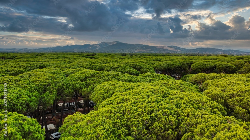 Obraz premium Majestic view of pines trees in the forest featuring mountains and dramatic clouds, Italy, Tuscany