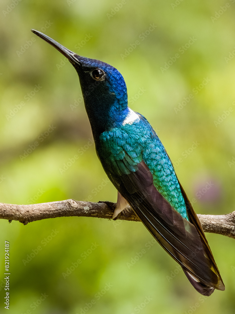 Obraz premium White-necked Jacobin Florisuga mellivora in Costa Rica