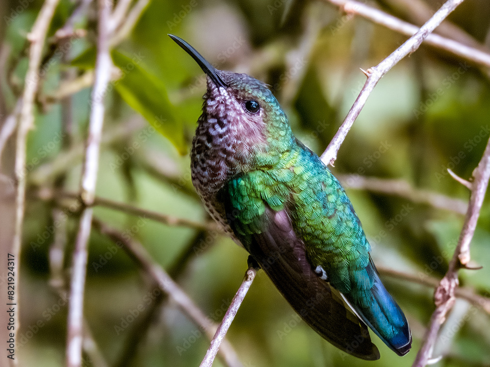 Naklejka premium White-necked Jacobin Florisuga mellivora in Costa Rica