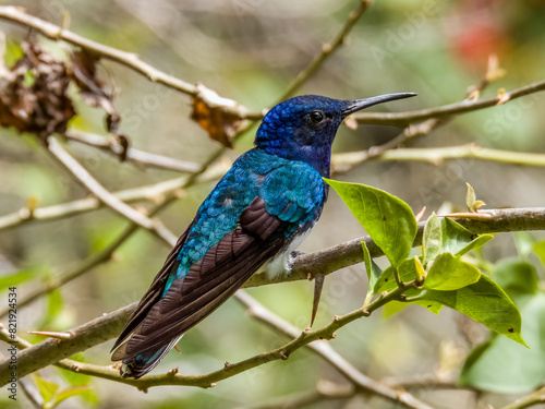 White-necked Jacobin Florisuga mellivora in Costa Rica