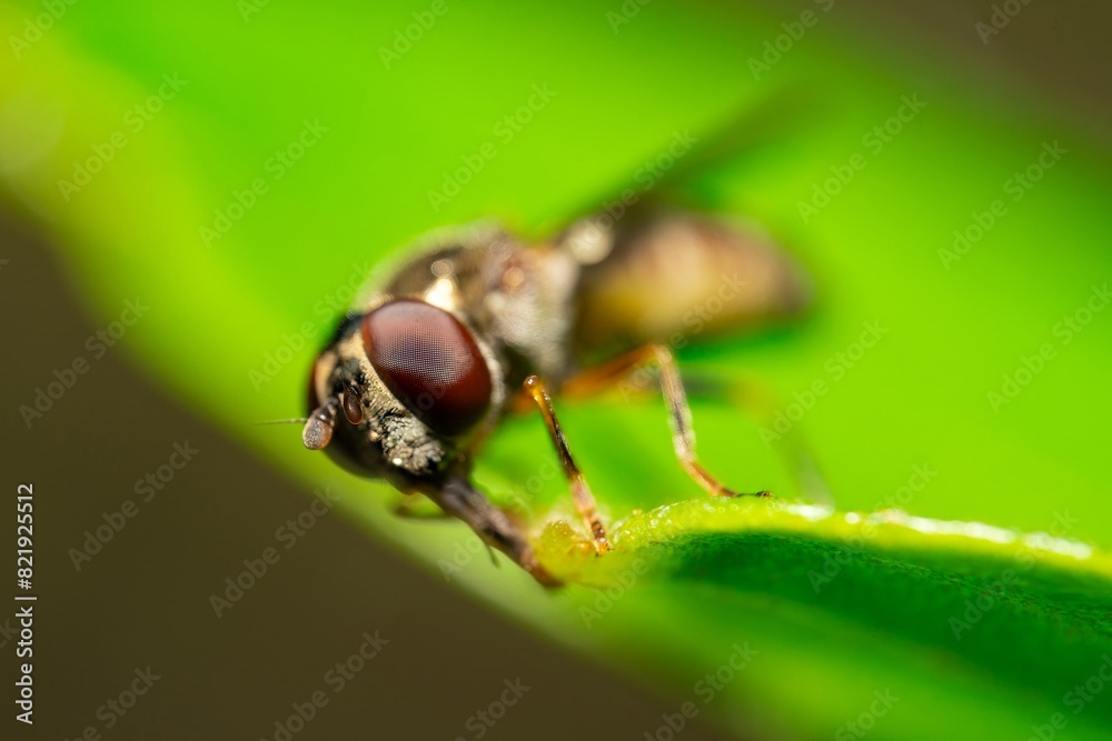 Detailed close-up macro of a Ladder Backed Hover Fly sucking nectar from a plant lief. Melanostoma scalare Detailed close-up macro of a Ladder Backed Hover Fly sucking nectar from a plant lief. Melanostoma scalare