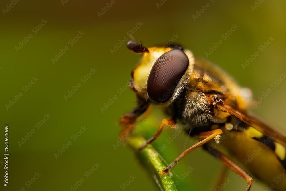 Detailed close-up macro of a Ladder Backed Hover Fly sucking nectar from a plant lief. Melanostoma scalare Detailed close-up macro of a Ladder Backed Hover Fly sucking nectar from a plant lief. Melanostoma scalare