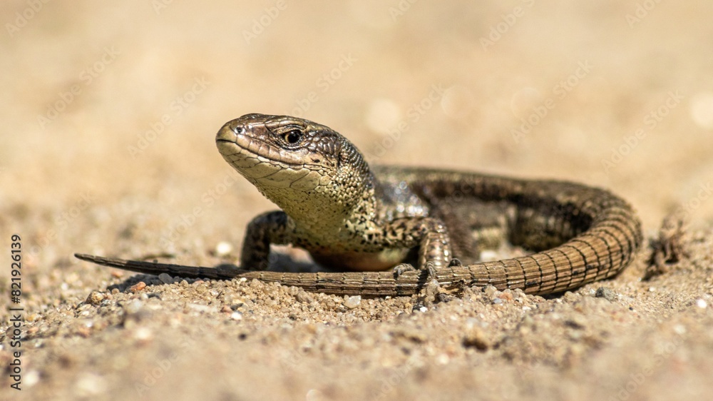 Small viviparous lizard (Zootoca vivipara) perched on a sandy surface Small viviparous lizard (Zootoca vivipara) perched on a sandy surface