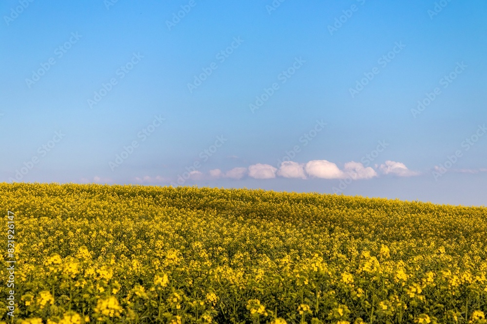 Idyllic meadow with abundant yellow wildflowers in full bloom, beneath a bright blue sky Idyllic meadow with abundant yellow wildflowers in full bloom, beneath a bright blue sky