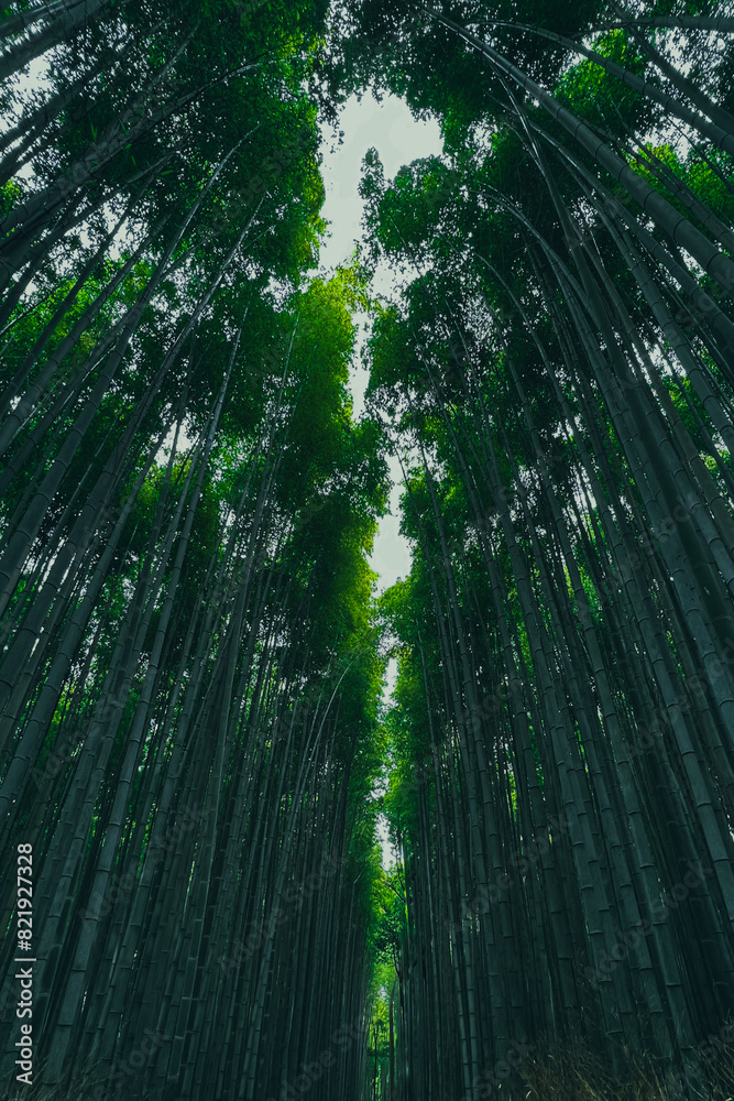 Scenic view of a lush green forest filled with tall bamboo in Kyoto, Japan Scenic view of a lush green forest filled with tall bamboo in Kyoto, Japan