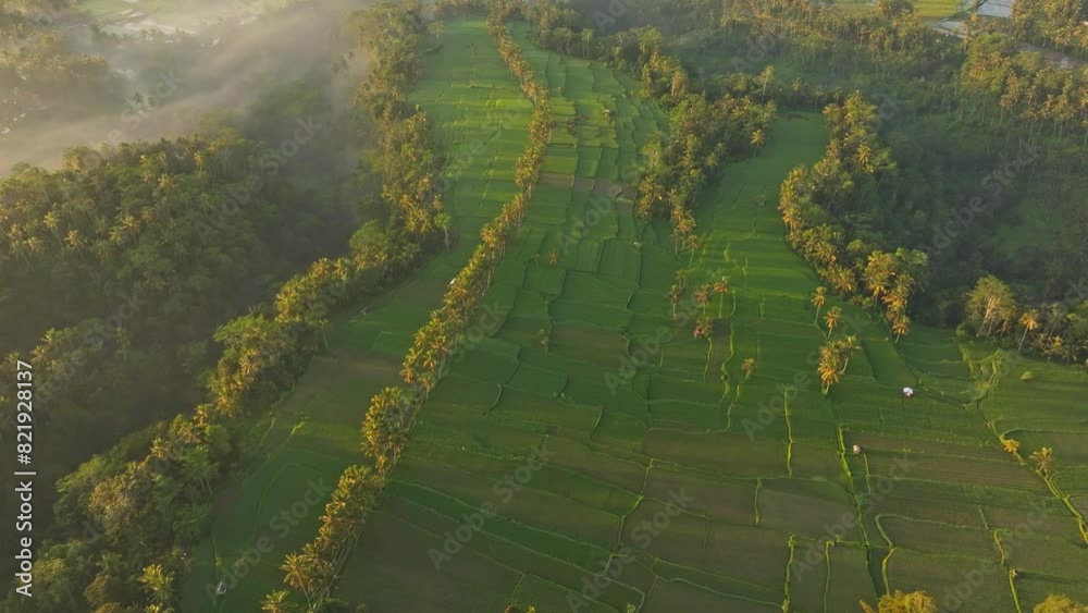 Aerial view of lush rice terrace, palm trees, and fog-covered fields in Mancingan, Ubud, Bali, Indonesia. Aerial view of lush rice terrace, palm trees, and fog-covered fields in Mancingan, Ubud, Bali, Indonesia.