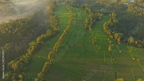 Aerial view of lush rice terrace, palm trees, and fog-covered fields in Mancingan, Ubud, Bali, Indonesia. photo