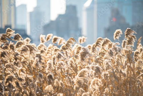 Canvas Print Scenic view of golden morning light on plants in Shanghai, China