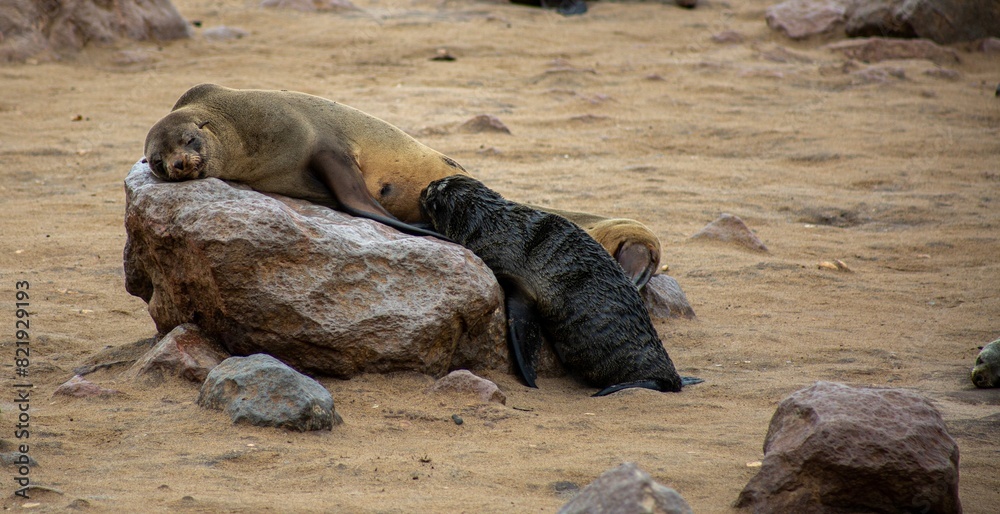 Fototapeta premium Adorable seal taking a nap on a rocky surface in a natural outdoor setting