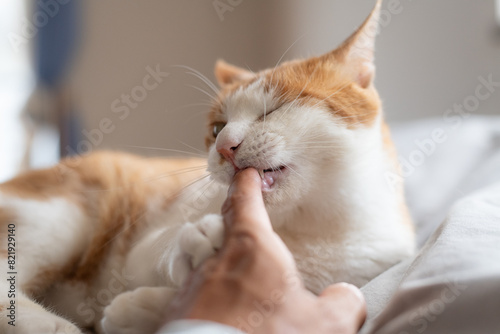飼い主の指を嚙む猫　茶トラ白 photo
