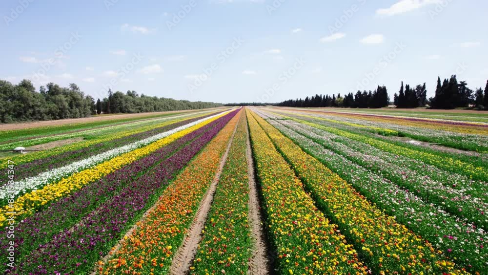Field aerial video of Ranunculus in Kibbutz Nir Yitzhak Field aerial video of Ranunculus in Kibbutz Nir Yitzhak