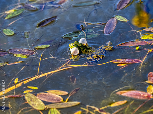 Edible frog, Pelophylax esculentus, males seek out females during courtship
