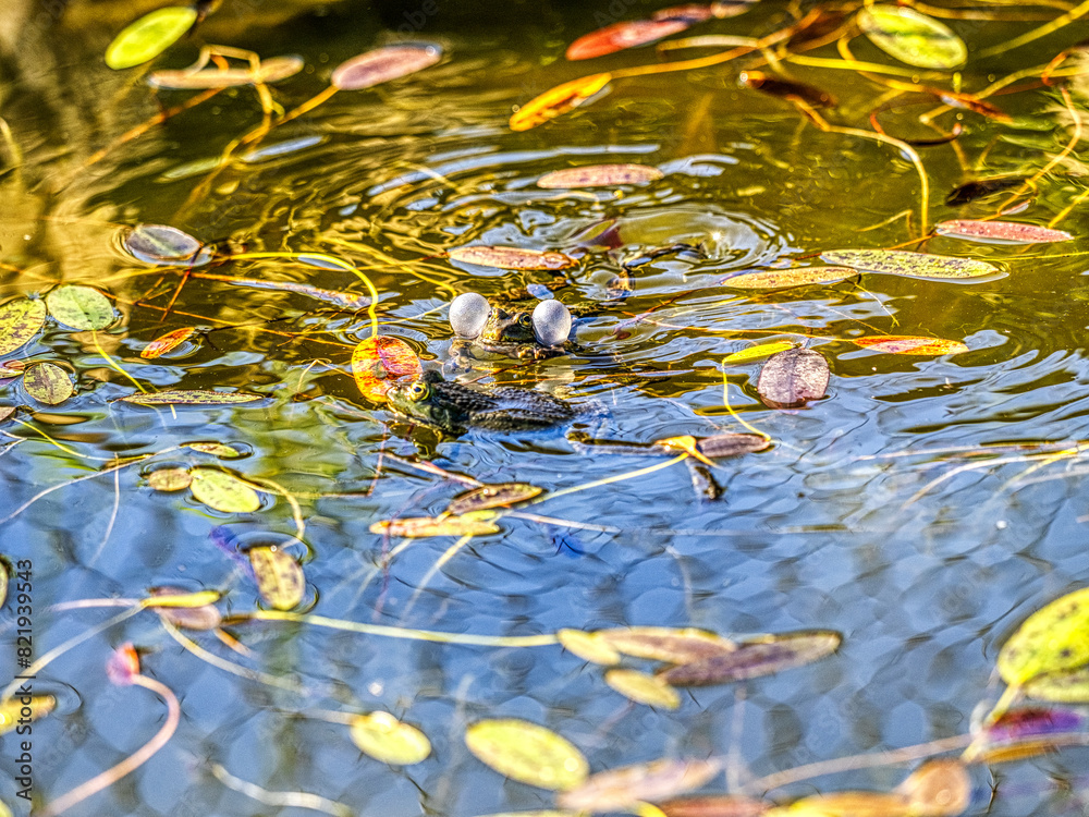 Edible frog, Pelophylax esculentus, males seek out females during courtship