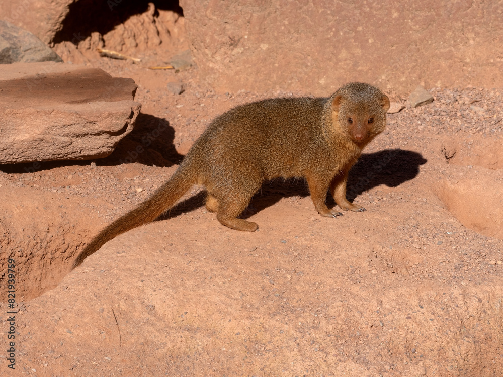 Dwarf mongoose, Helogale parvula, runs nimbly across the sand looking for food nearby