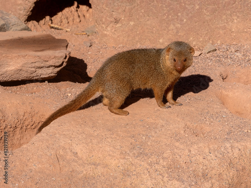 Obraz na płótnie Dwarf mongoose, Helogale parvula, runs nimbly across the sand looking for food nearby w salonie