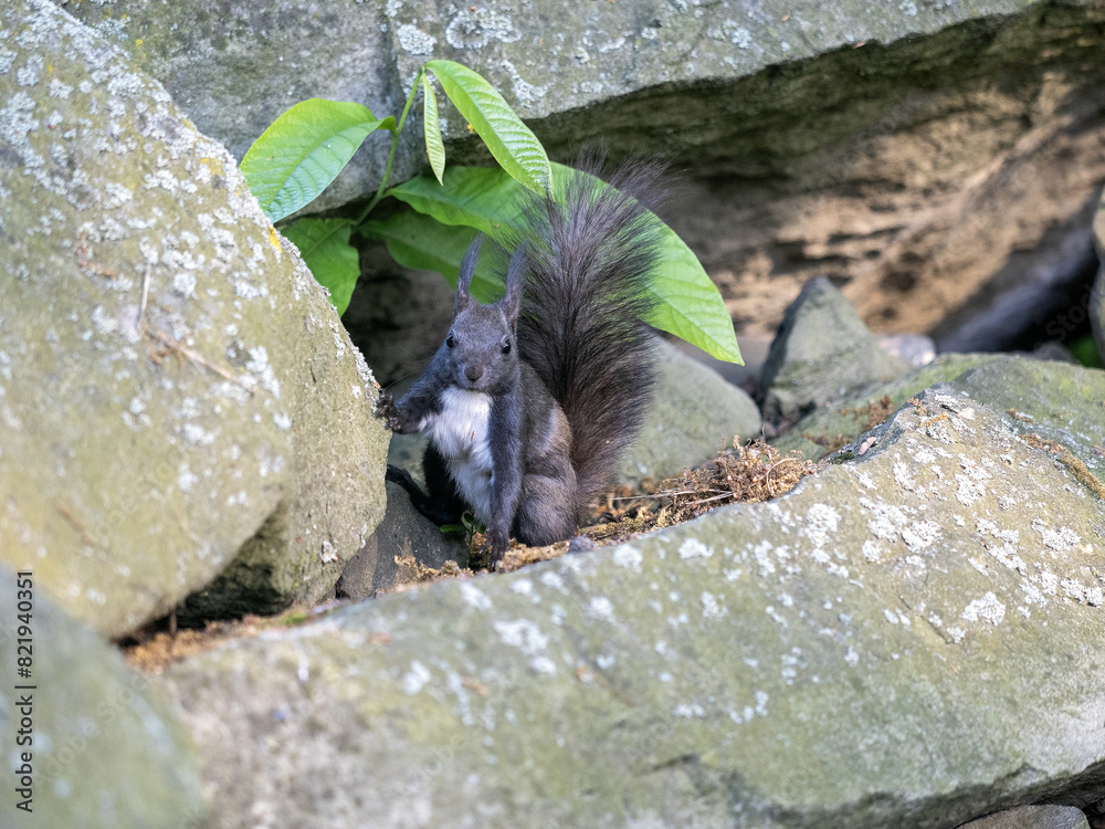 Red squirrel, Sciurus vulgaris, hides among stones