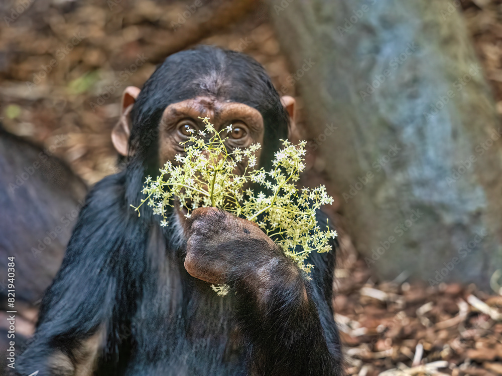 Subadult male Western Chimpanzee, sitting on the ground and covering his face with a white flower