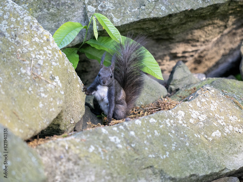 Obraz na płótnie Red squirrel, Sciurus vulgaris, hides among stones w salonie