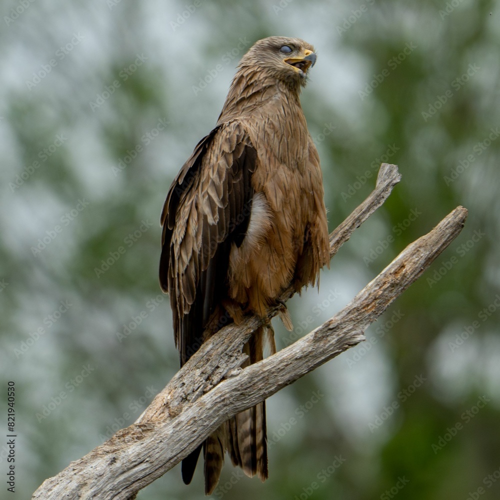 Black kite (Milvus migrans) perched atop a tree branch against a blurred green forest background Black kite (Milvus migrans) perched atop a tree branch against a blurred green forest background