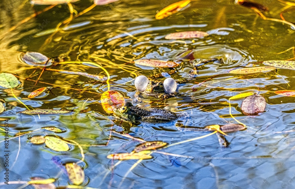 Edible frog, Pelophylax esculentus, males seek out females during courtship