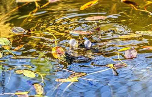 Obraz na płótnie Edible frog, Pelophylax esculentus, males seek out females during courtship w salonie