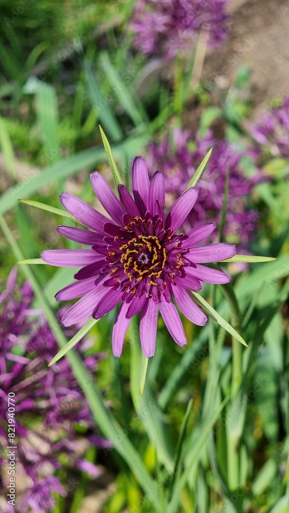 Open flower of oat root on a morning in May Open flower of oat root on a morning in May