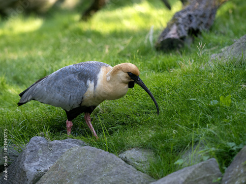 Obraz na płótnie Black-faced ibis, Threskiornis melanopus, foraging in the grass w salonie