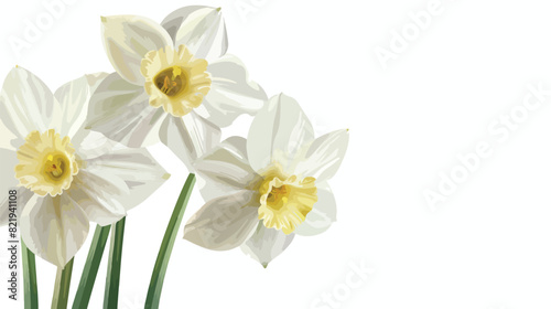 Beautiful narcissus flower on white background closeu