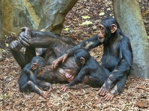 Obraz na płótnie Juvenile Western Chimpanzee, Pan troglodytes verus, cavort happily around a lying female w salonie